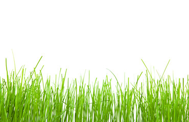 green grass
