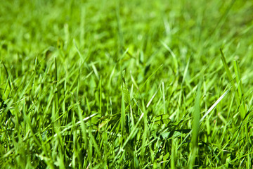 Fototapeta na wymiar Green grass natural background.
