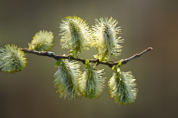 blooming willow
