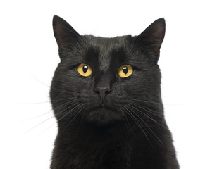 Close-up of a Black Cat, isolated on white