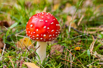 Fliegenpilz, Fly agaric