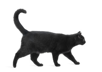 Side view of a Black Cat walking, isolated on white - obrazy, fototapety, plakaty