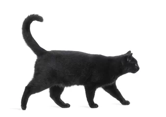 Foto op Plexiglas Zijaanzicht van een zwarte kat wandelen, geïsoleerd op wit © Eric Isselée
