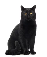 Foto auf Glas Schwarze Katze sitzt und schaut in die Kamera, isoliert auf weiß © Eric Isselée