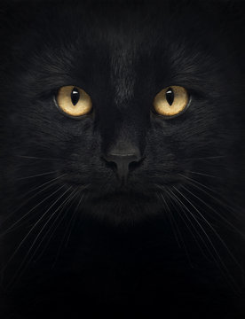 Close-up Of A Black Cat Looking At The Camera