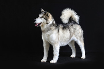 malamute isolated in studio