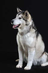 malamute isolated in studio