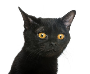 Close-up of a Bombay kitten looking away, isolated on white