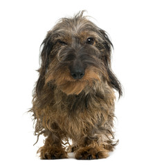 Dachshund looking at the camera, isolated on white