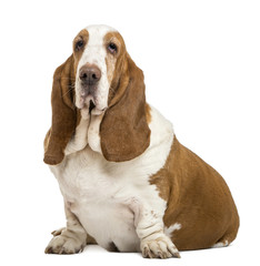 Basset Hound sitting and looking at the camera, isolated on whit