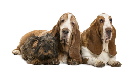 Two Basset Hounds and a Dachshund lying