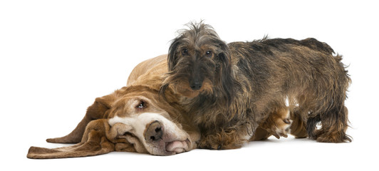Dachshund standing next to a Basset Hound lying