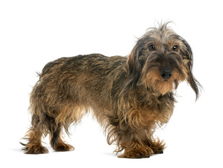 Dachshund looking, isolated on white