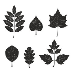 Grunge leaves silhouete set 01
