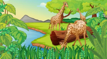  Drie giraffen aan de rivier © GraphicsRF