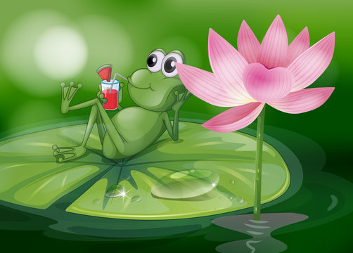 A frog above the waterlily