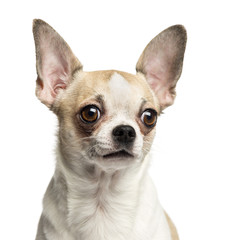 Obraz premium Close-up of a Chihuahua (2 years old), isolated on white