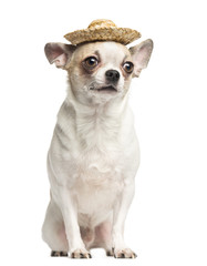 Chihuahua (2 years old) sitting and wearing a straw hat