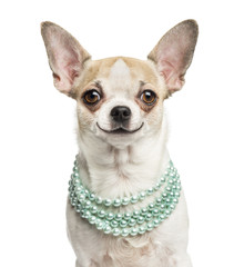 Close-up of a smiling Chihuahua (2 years old) wearing a pearl