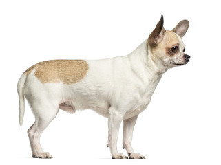 Chihuahua (2 years old) standing and looking right