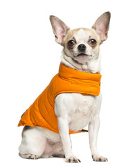 Chihuahua (2 years old) sitting and wearing an orange coat