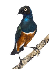 Superb Starling on a branch - Lamprotornis superbus