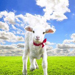 Cute lamb on beautiful greens field at sunny day