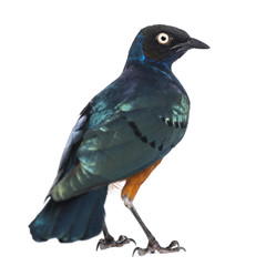 Superb Starling - Lamprotornis superbus - isolated on white