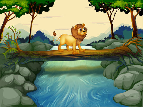 A lion crossing the river