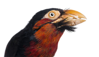 Close-up of a Bearded Barbet - Lybius dubius