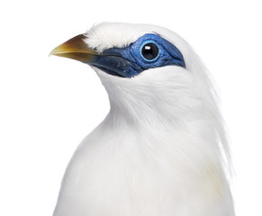 Close-up on a Rothschild's Swift - Cypseloides rothschildi