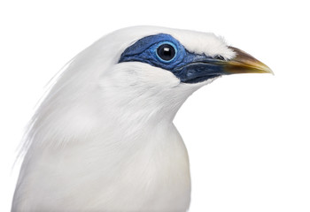Close-up on a Rothschild's Swift - Cypseloides rothschildi
