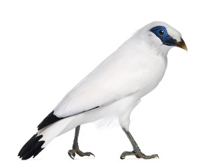 Rothschild's Swift - Cypseloides rothschildi - isolated on white