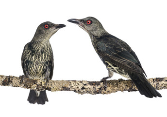 Two Juveniles Metallic Starling - Aplonis metallica