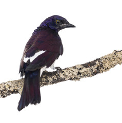 Male Violet-backed Starling on a branch - Cinnyricinclus leucoga