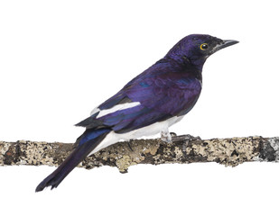 Obraz premium Male Violet-backed Starling on a branch - Cinnyricinclus leucoga