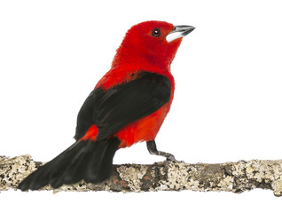 Brazilian Tanager perched on a branch - Ramphocelus bresilius