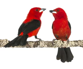 Photo sur Plexiglas Rouge, noir, blanc deux Tangara du Brésil perché sur une branche