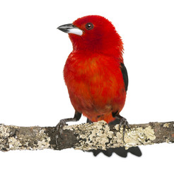 Brazilian Tanager perched on a branch - Ramphocelus bresilius