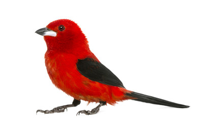 Brazilian Tanager - Ramphocelus bresilius - isolated on white