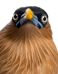 Close-up of a Brahminy Myna - Sturnia pagodarum