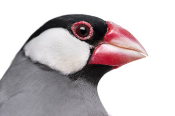 Fototapeta premium Close-up of a Java Sparrow- Padda oryzivora - isolated on white