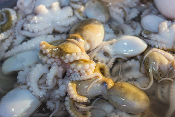 octopus and other seafood at a market in Thailand