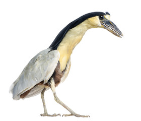Obraz premium Boat-billed Heron; Boatbill - Cochlearius cochlearius