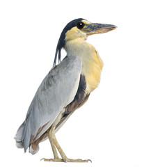 Boat-billed Heron; Boatbill - Cochlearius cochlearius