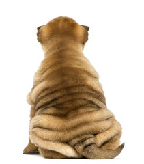 Back view of a Shar pei puppy sitting (11 weeks old)