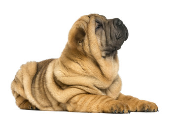 Shar pei puppy lying down (11 weeks old) isolated on white