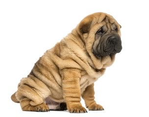 Shar pei puppy sitting (11 weeks old) isolated on white