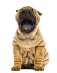 Front view of a Shar pei puppy, open mouth, yawning