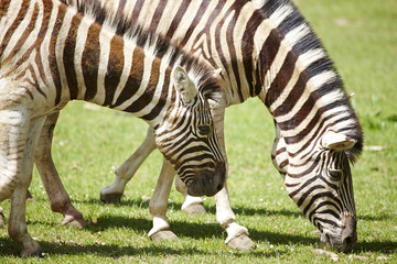 Fototapeta na wymiar Młode zebry